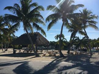 A picture containing tree, outdoor, sky, palm

Description automatically generated