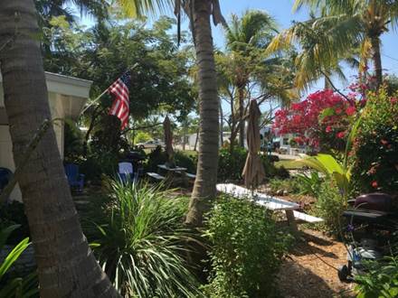 A picture containing tree, outdoor, plant, palm

Description automatically generated