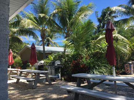 A picture containing tree, outdoor, ground, park

Description automatically generated