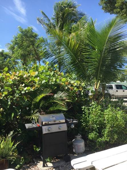 A picture containing tree, outdoor, street, plant

Description automatically generated